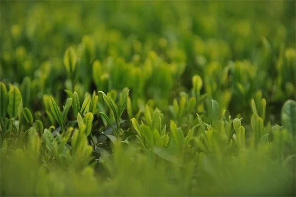 日陰に強い多年草8選！低メンテナンスで毎年咲く手間いらずの耐陰植物