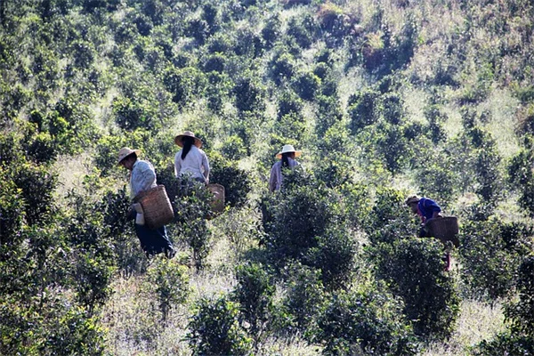【紅枝山茱萸】茶色くなった枝を1年で真っ赤に戻す大胆カット術
