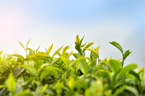 5月の芝生管理で絶対にやるべき5つの実践手順
