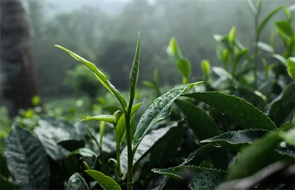 春の肥料は植物ごとに選ぶべき？【芝生・野菜・鉢植え別おすすめと失敗しないコツ】