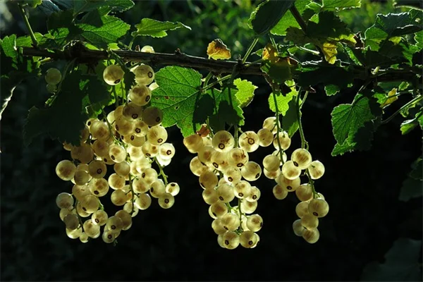 春の花選びで失敗しない！早春から初夏まで楽しむ5つのコツ